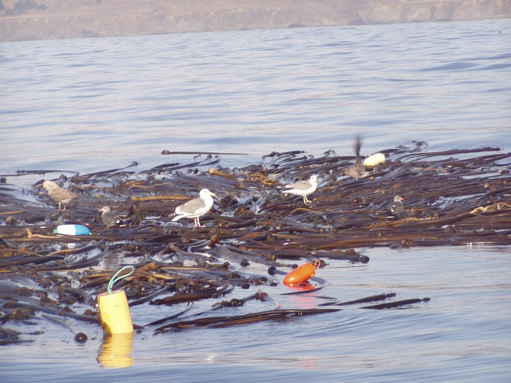 Lost Buoys