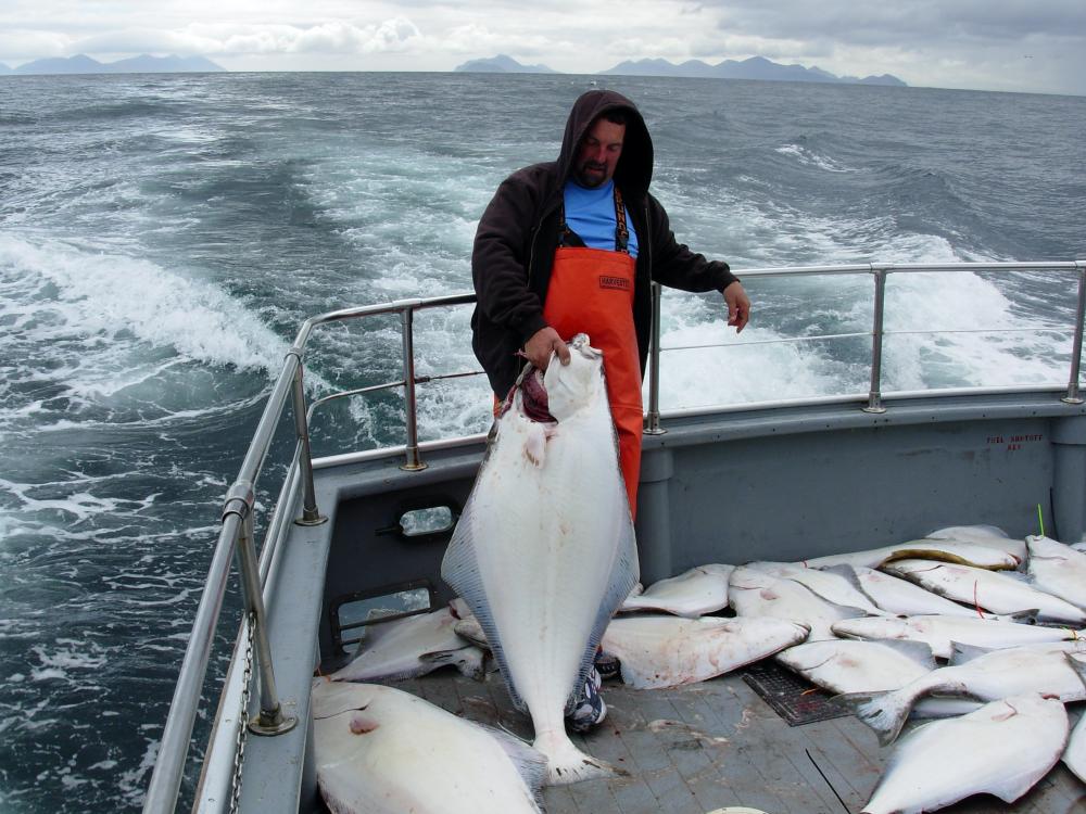 Mark Rhodes with a nice 80 pounder caught on the Foxfire at bering island .