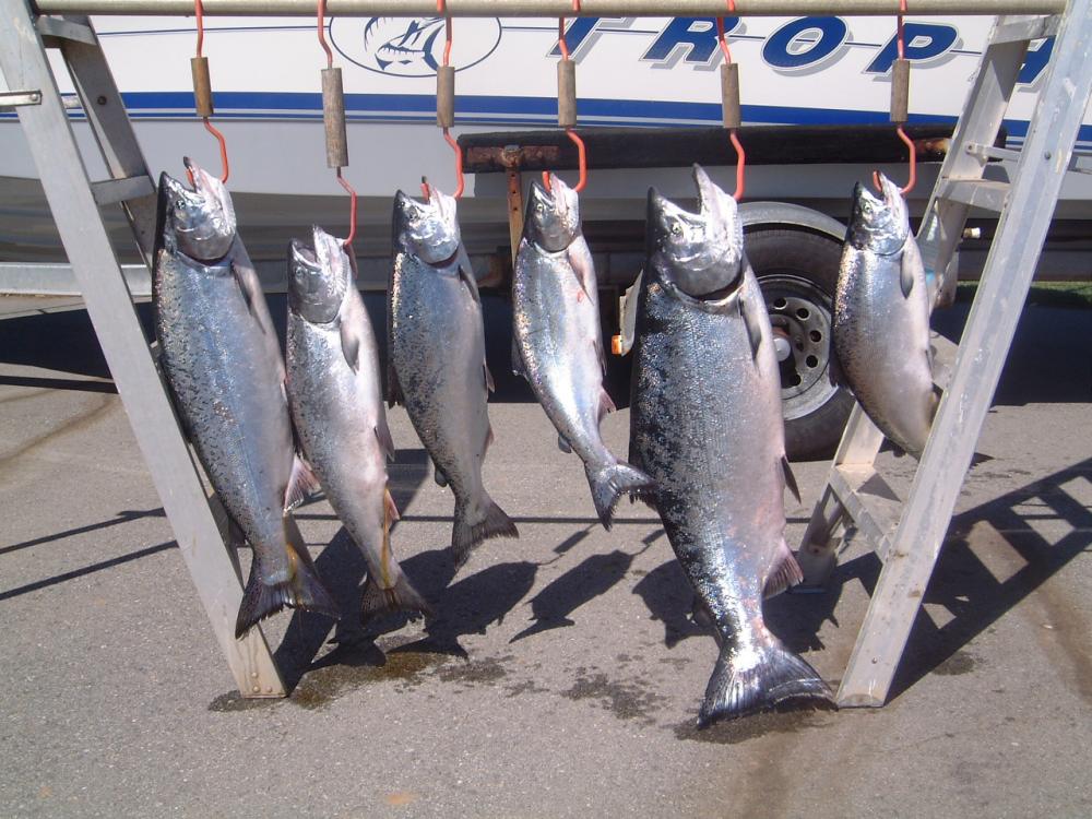 Moss Landing Salmon.