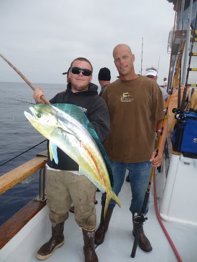 Nice Dorado