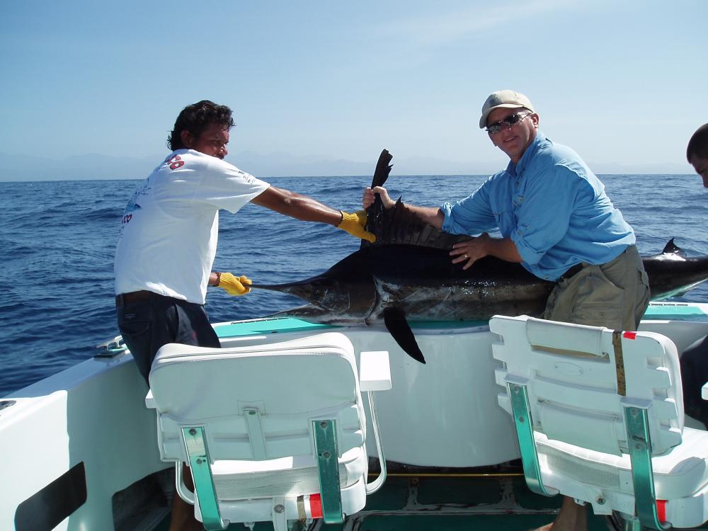 one of many.  caught on live mackerel at Golden Gate Bank