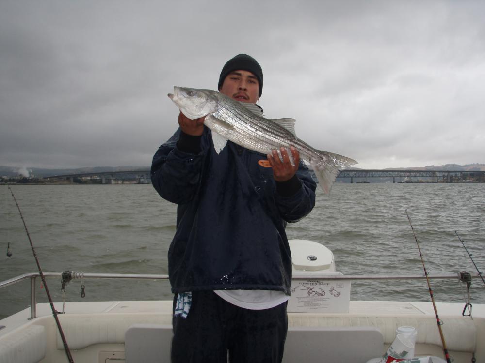 Roqs striper