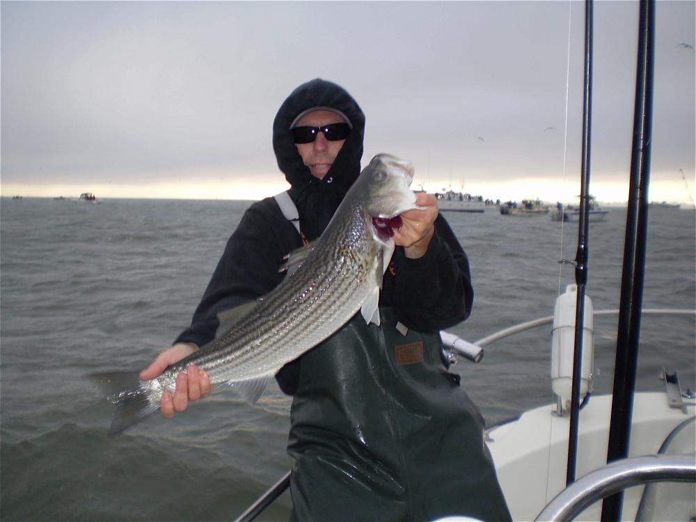 S.F. Bay: Steve