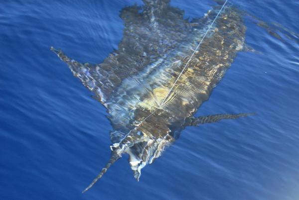 Sailfish coming to the boat for release