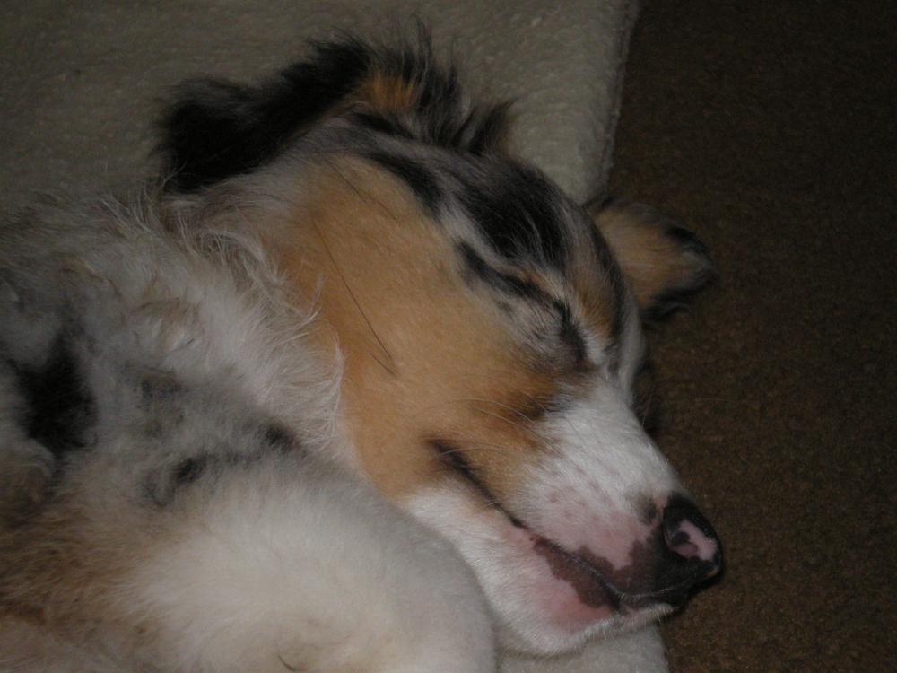 Sleeping Scooter puppy.