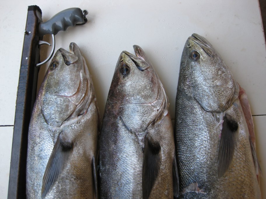 Speared limit of seabass