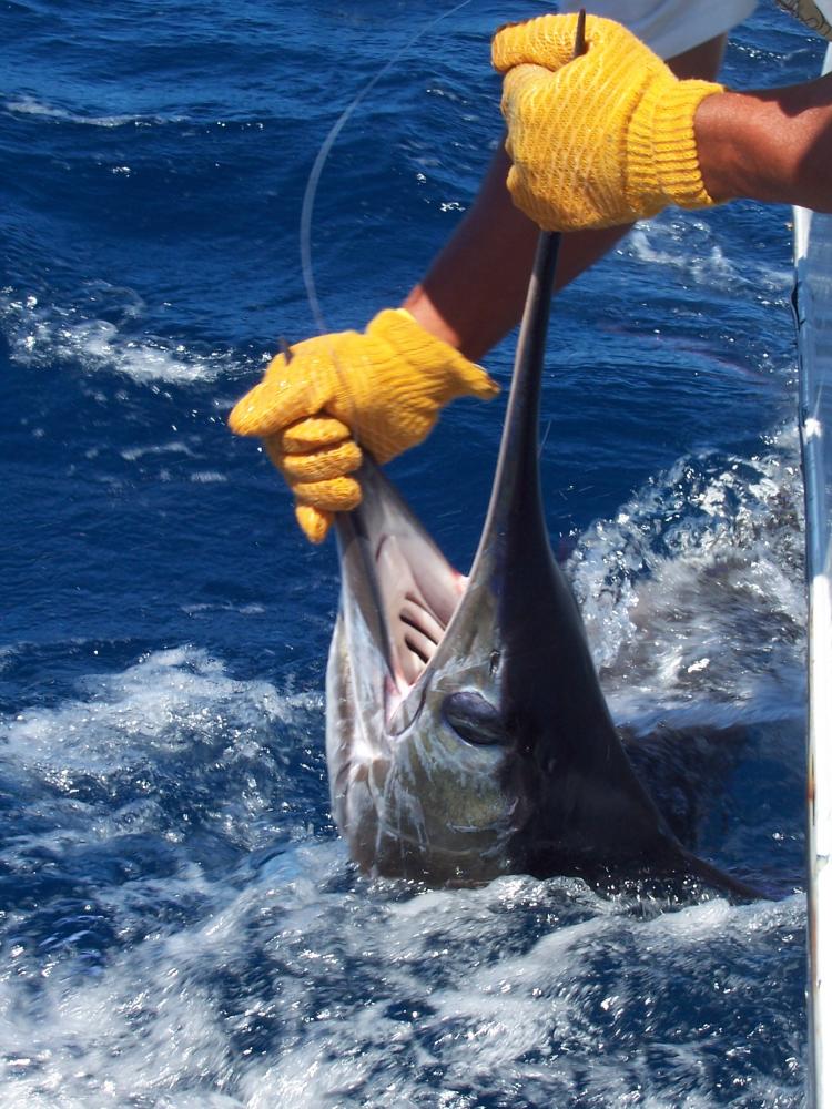 Striped Marlin (tag-and-release)