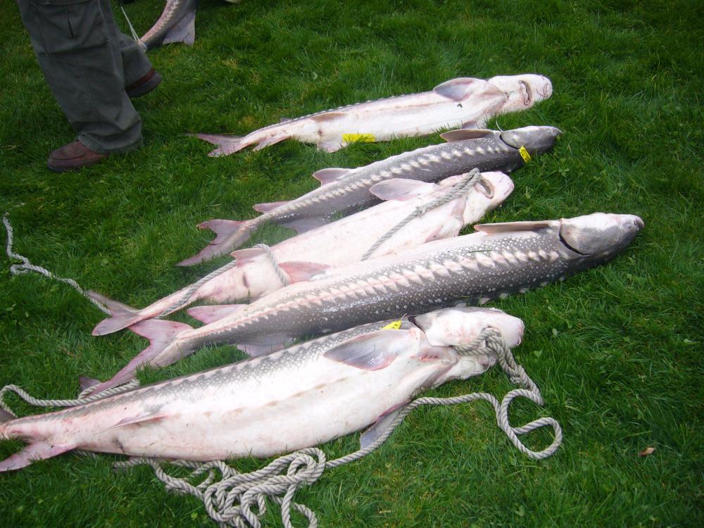 sturgeon derby 2009