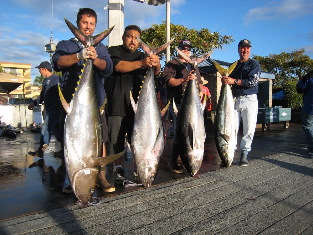 the rocks produce/75lb toad yellowtail!