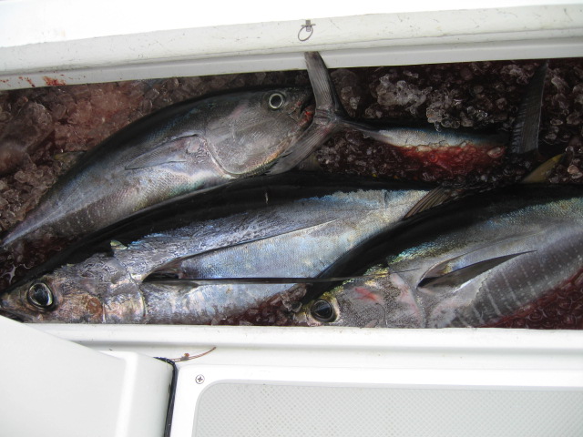 Trifecta.....Albacore, bluefin and yellowfin!