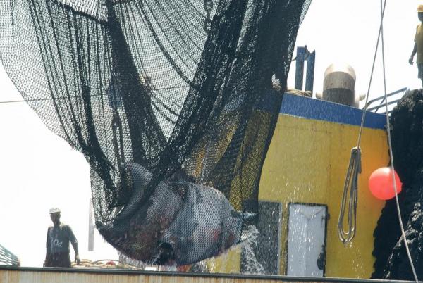 Tuna seiner bycatch -- manta rays with 20 foot wingspan