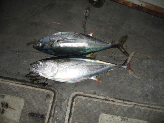 Two nice yellowfin off the porpoise.