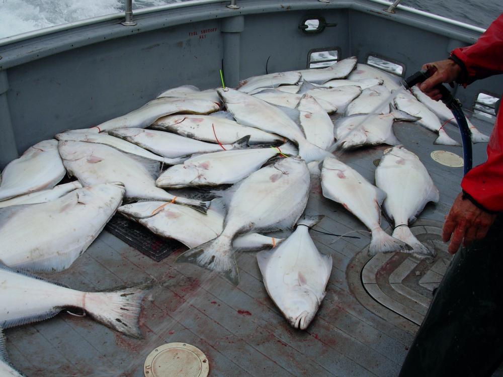 We caught these fish on the Firefox out of Homer ant the bering island.