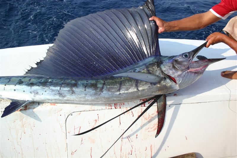 Zihuatanejo sailfish
